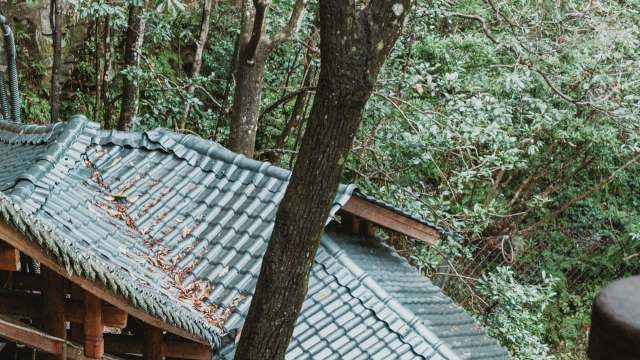A tiled roof covered in leaves, surrounded by dense greenery and trees.