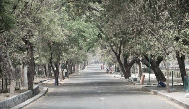 A tree-lined pathway with people walking and bicycles parked along the sides.