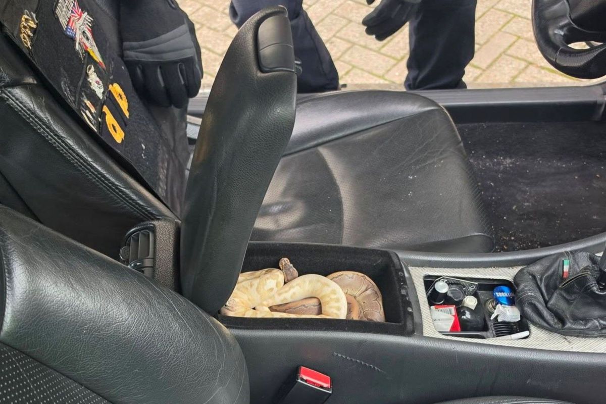 A snake in the center console of a car.