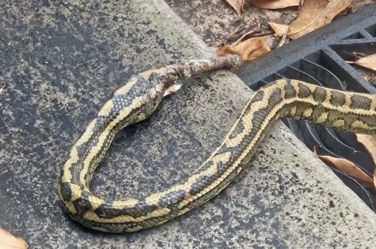 A snake with an injured tail is partially visible on a concrete surface next to fallen leaves.