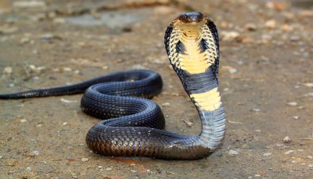 A cobra with a raised hood on a dirt surface.