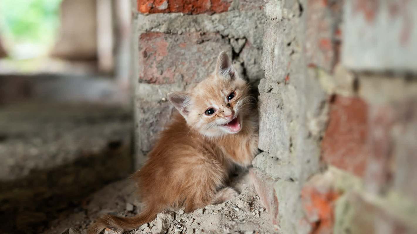 A kitten is playing near a brick wall covered in dirt.
