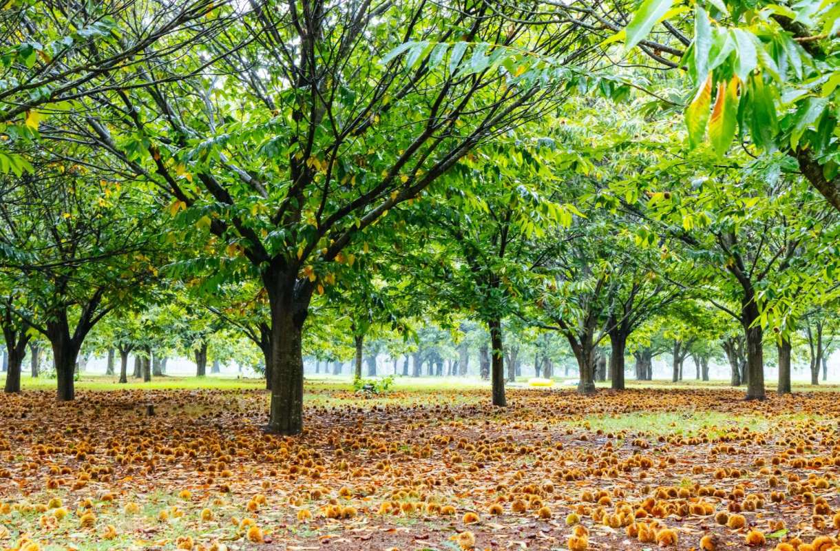 A chestnut grove.