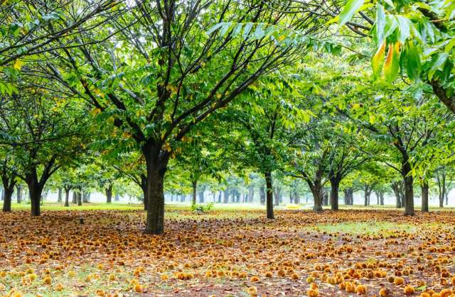 A chestnut grove.