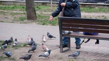 A person feeding pigeons in a park near a bench.