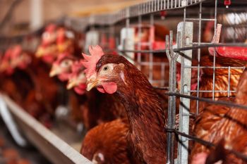 Hens in wire cages.