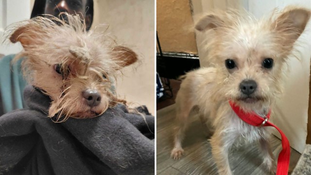 A small, scruffy Chihuahua before and after grooming, with one image showing it in a blanket and the other wearing a red leash.