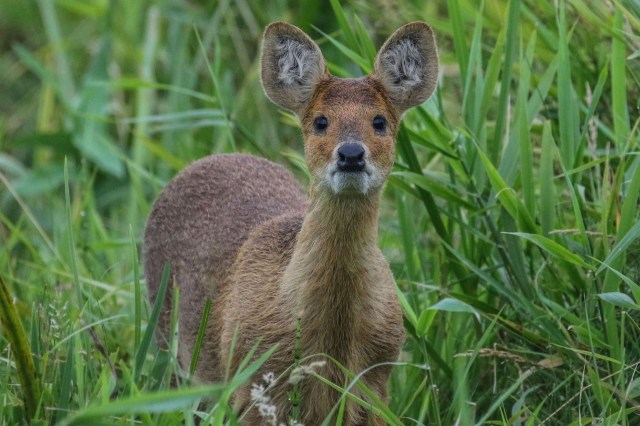 A Chinese water deer.