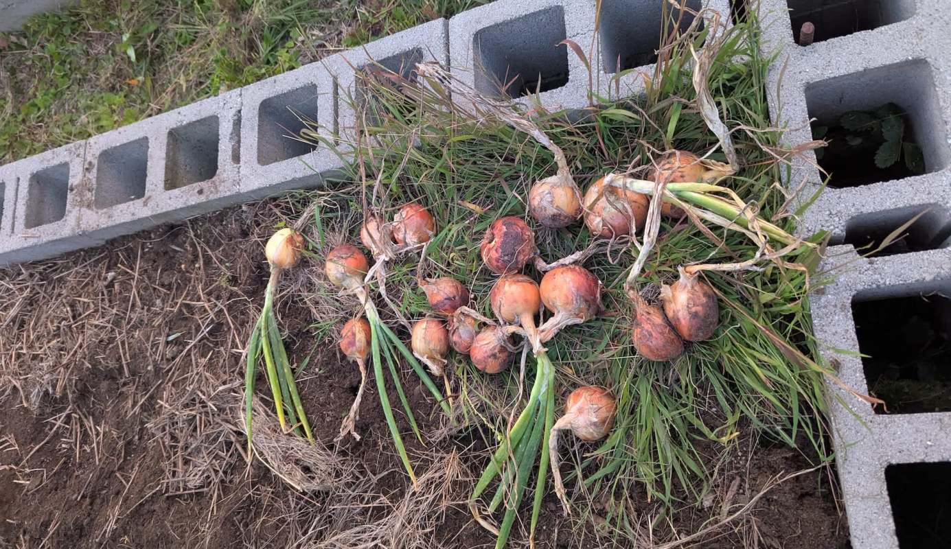 Onions.
