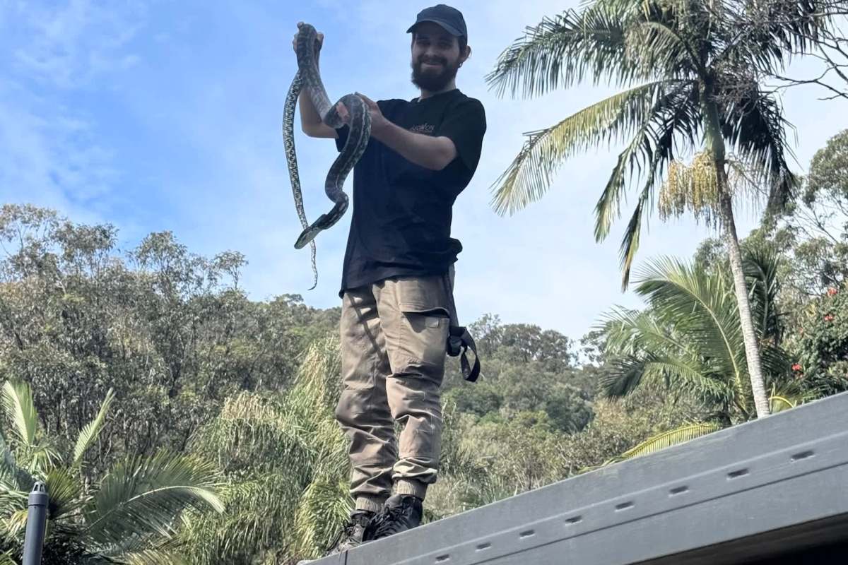 A snake catcher holding a python.