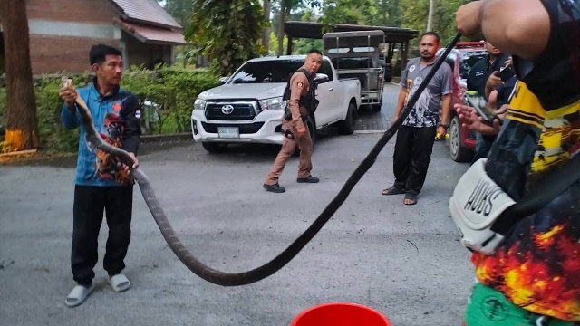 A man holds a large snake while onlookers gather in a residential area.