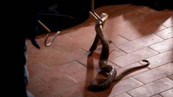 A cobra is on a tiled floor near a person holding a metal hook.