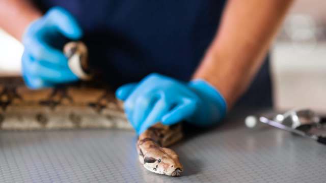 A person in blue gloves handles a snake on a textured surface.