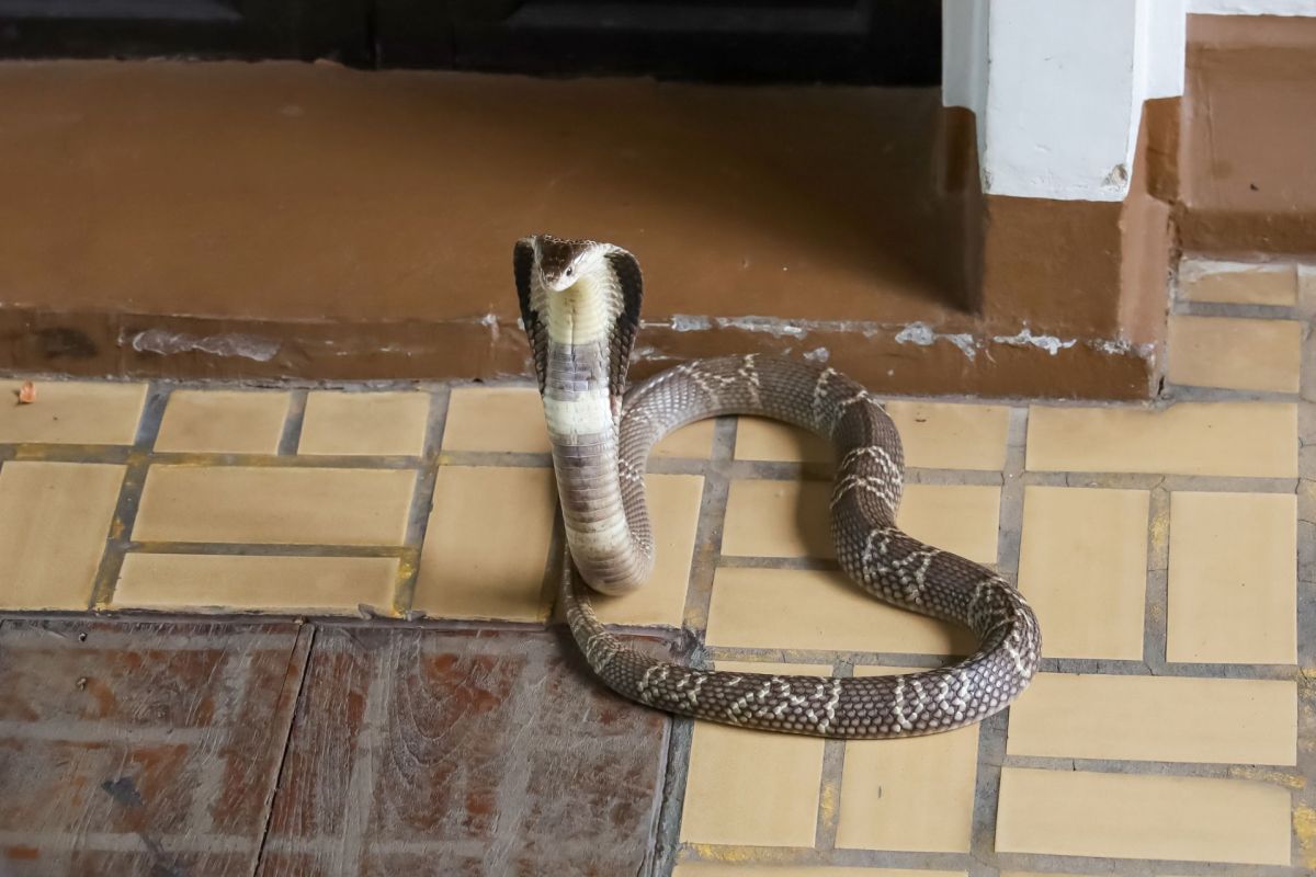 A cobra snake is coiled on tiled flooring near a doorway.
