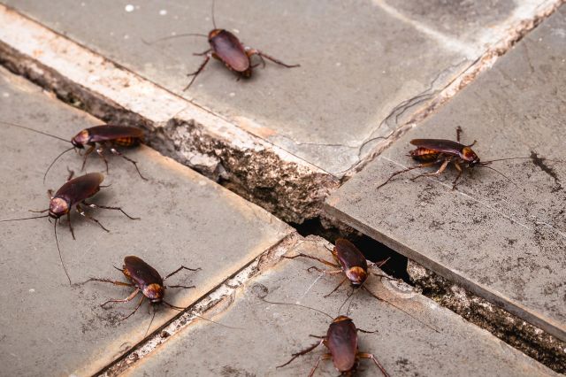Cockroaches.