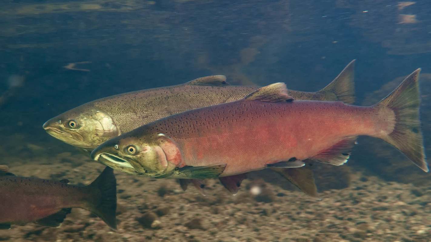 Two coho salmon.