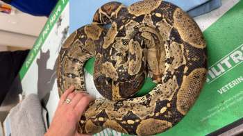 A snake resting on a green veterinary table with a person's hand touching it.