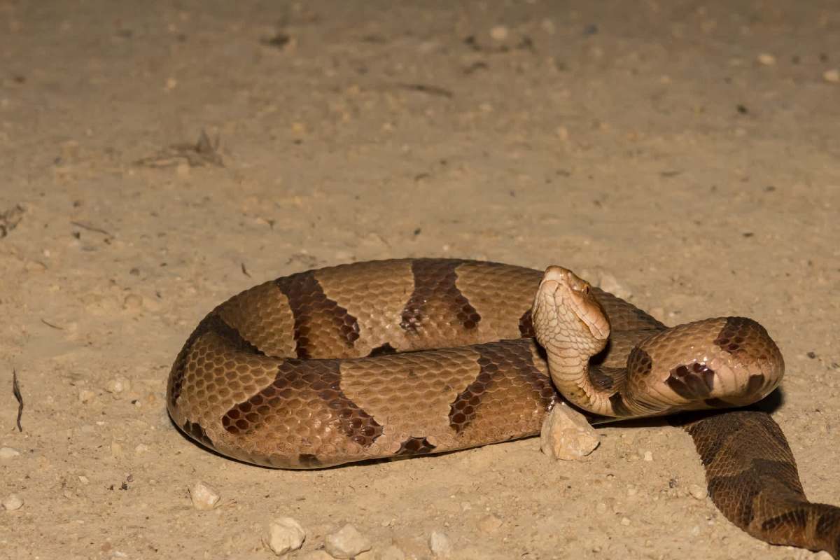 A brown snake resting on the ground among small rocks.