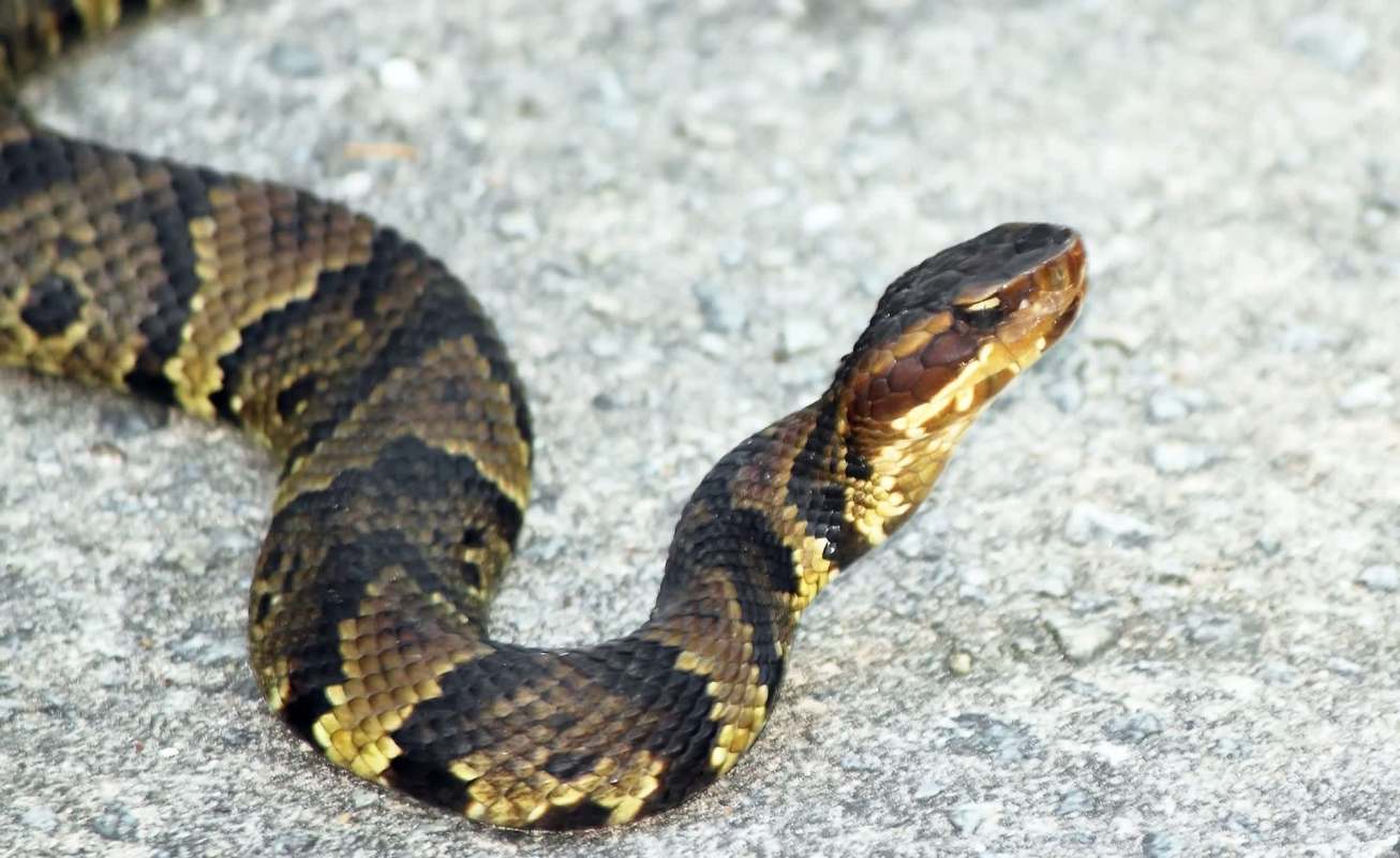 A copperhead snake with a dark, patterned body slithering on a gravel surface.