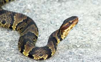 A copperhead snake with a dark, patterned body slithering on a gravel surface.