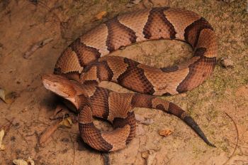 A copperhead.