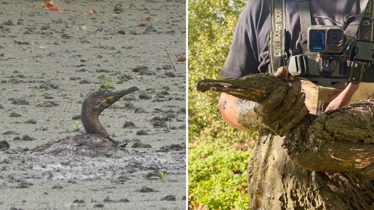 A cormorant stuck in mud and being held by a rescue worker.