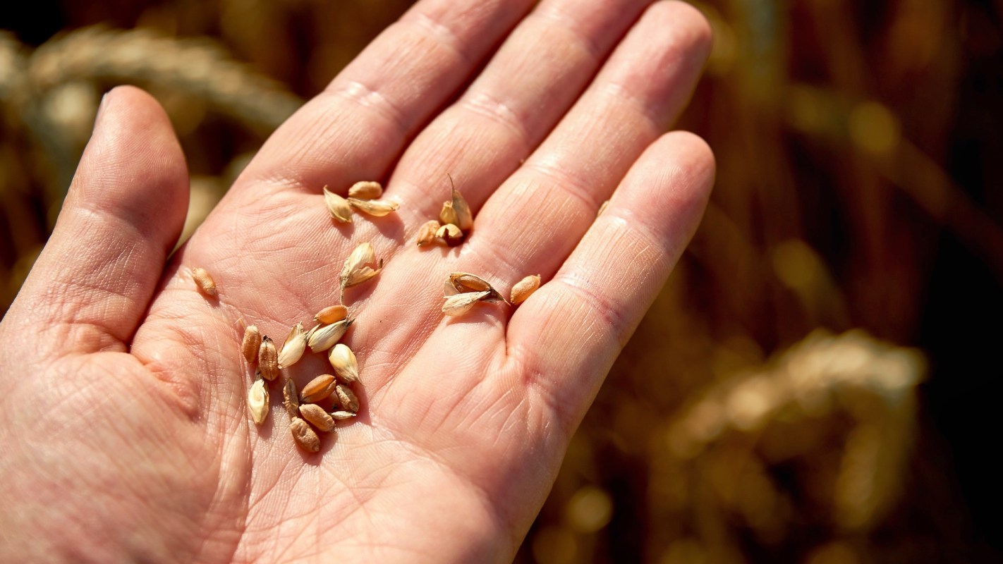 A person with grain in the palm of their hand.