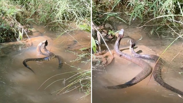 In Alabama, 2 cottonmouths seemed to be mating, but commenters say it was a territorial duel