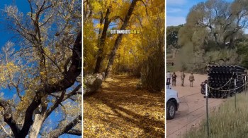 A 200-year-old cottonwood tree being felled.