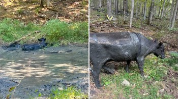 A cow is in a muddy area surrounded by trees and grass.