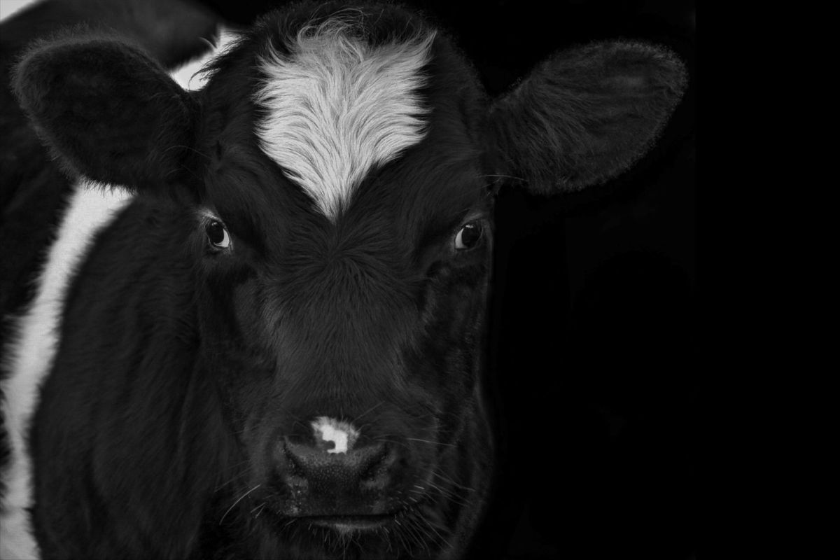 A cow.