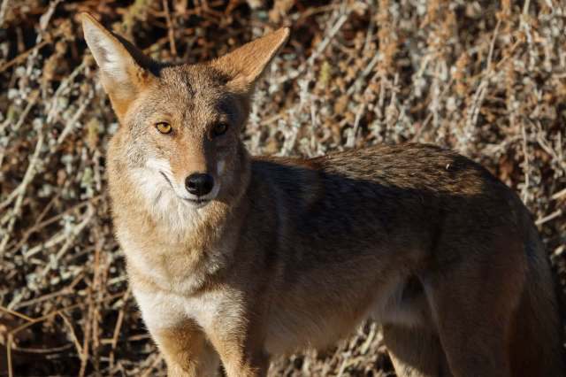 A coyote.