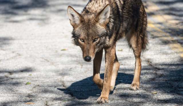 A menacing coyote walking along a paved road in a shaded area.