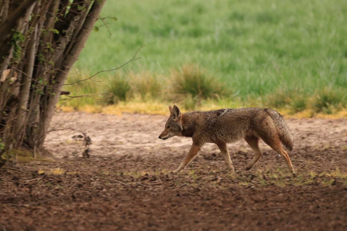 A coyote walks through a dirt area near vegetation.