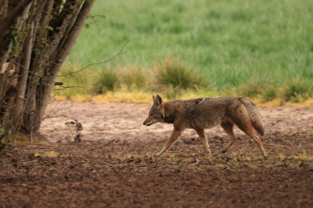 A coyote walks through a dirt area near vegetation.