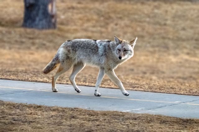 A coyote.