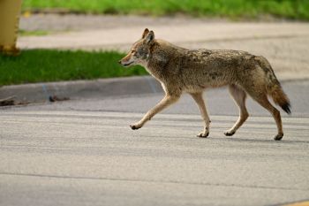 A coyote walking in the street.
