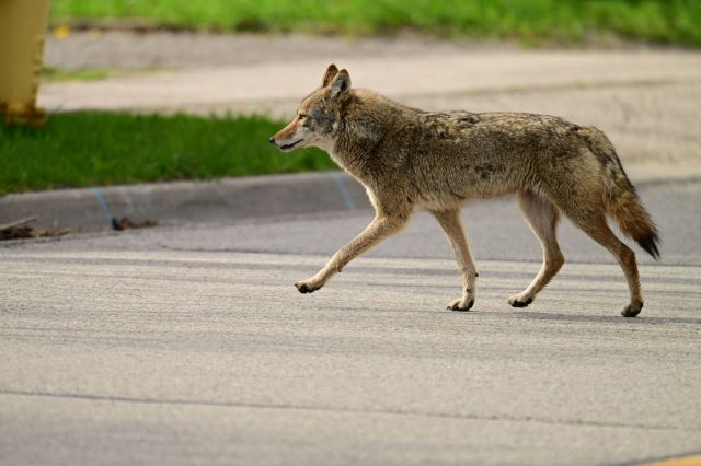 A coyote walking in the street.
