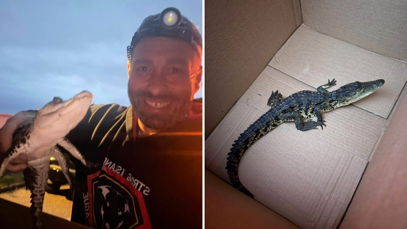 A person holds a small alligator, which is then seen inside a cardboard box.