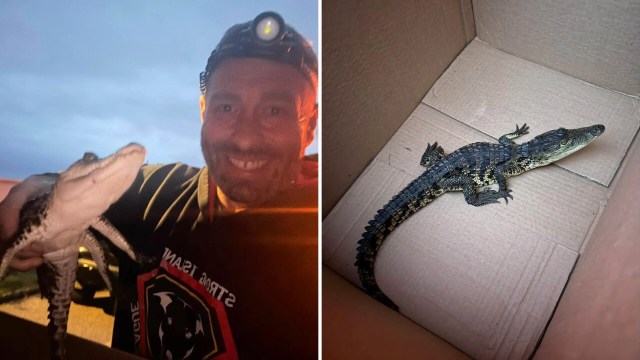 A person holds a small alligator, which is then seen inside a cardboard box.