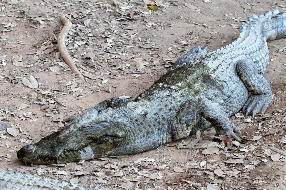 A crocodile resting on the ground among dried leaves.
