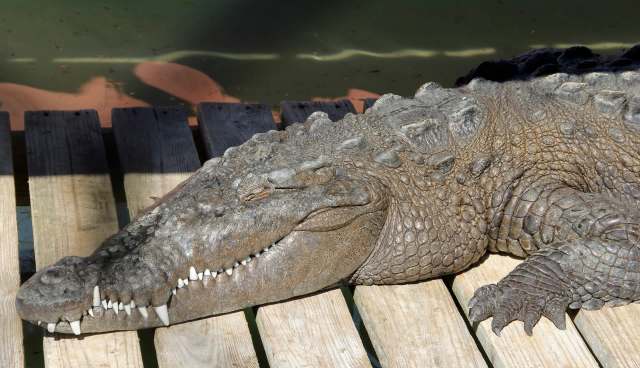 A crocodile rests on wooden planks beside a body of water.