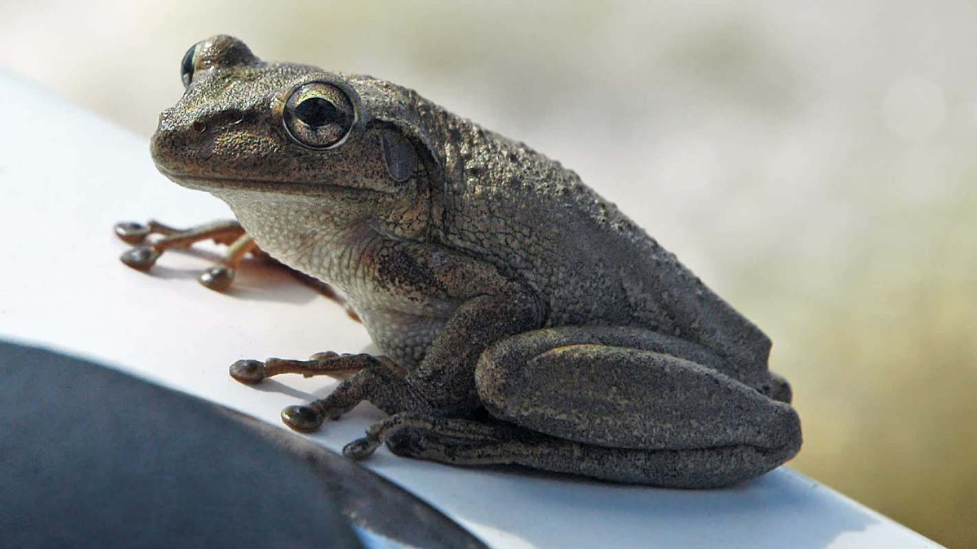 A frog resting on a white surface.