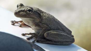 A frog resting on a white surface.