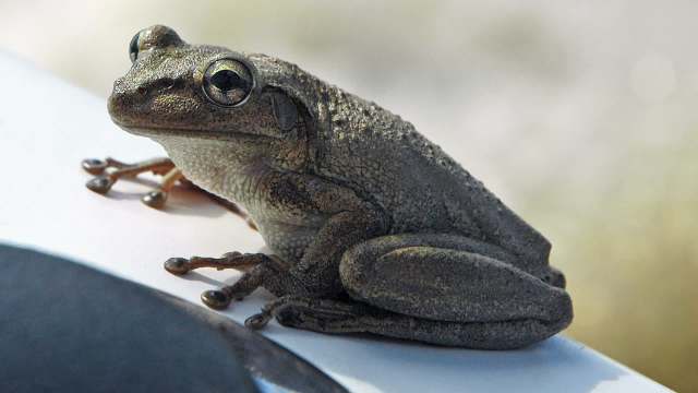 A frog.