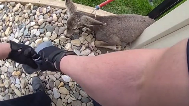 An officer and a deer.