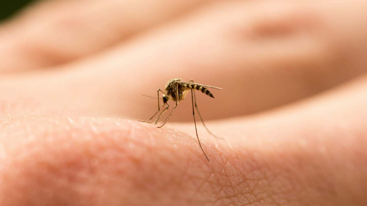 A mosquito resting on human skin.