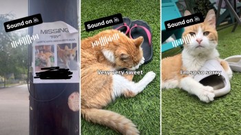 A missing cat poster with images of an orange cat, alongside clips of the cat resting and sitting near footwear.