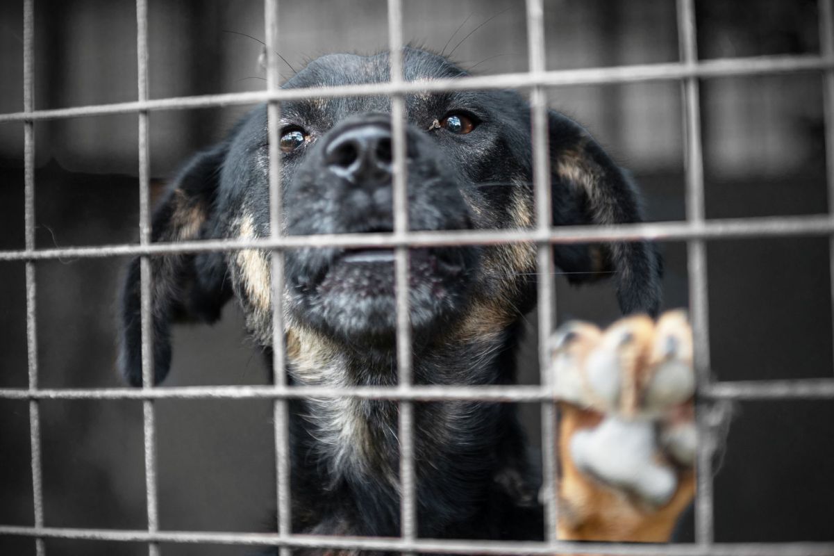 A dog in a cage.