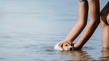 A person helps a swimming puppy.